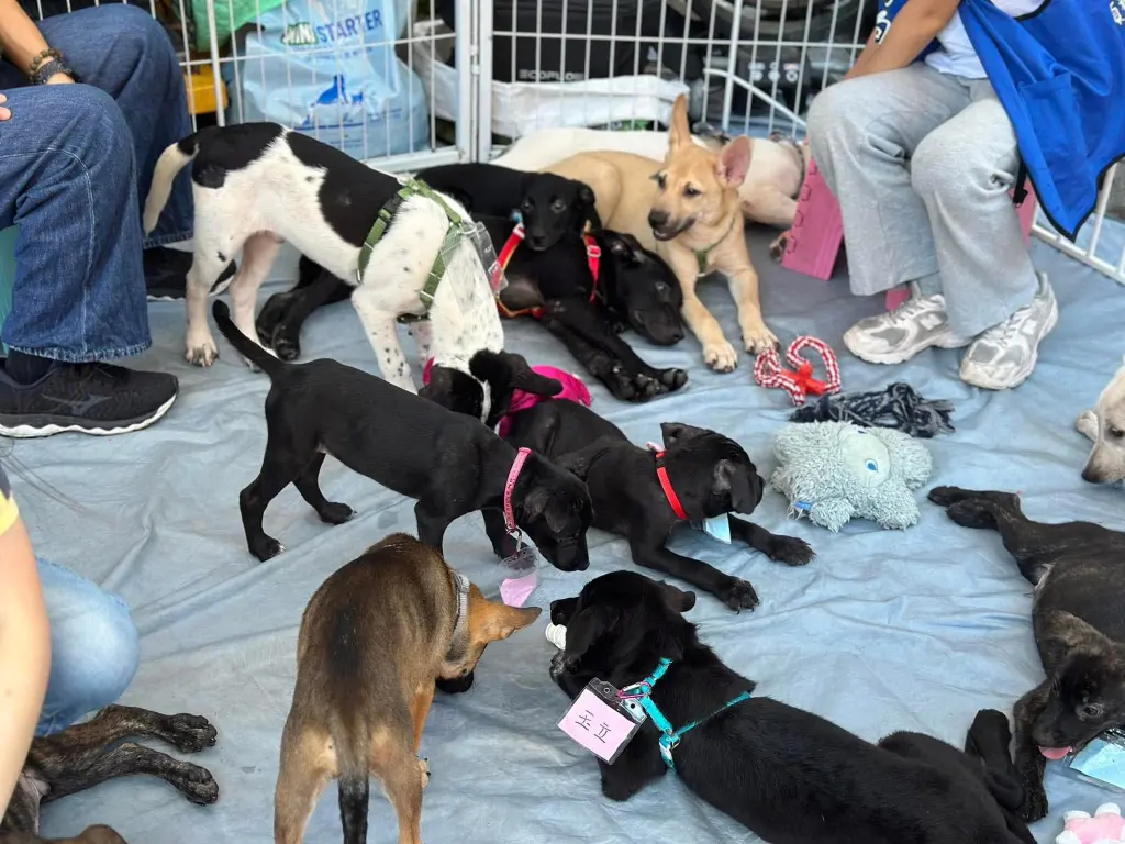 《犬家人 免費送養 狗狗找家x瀚星百貨公益活動》
