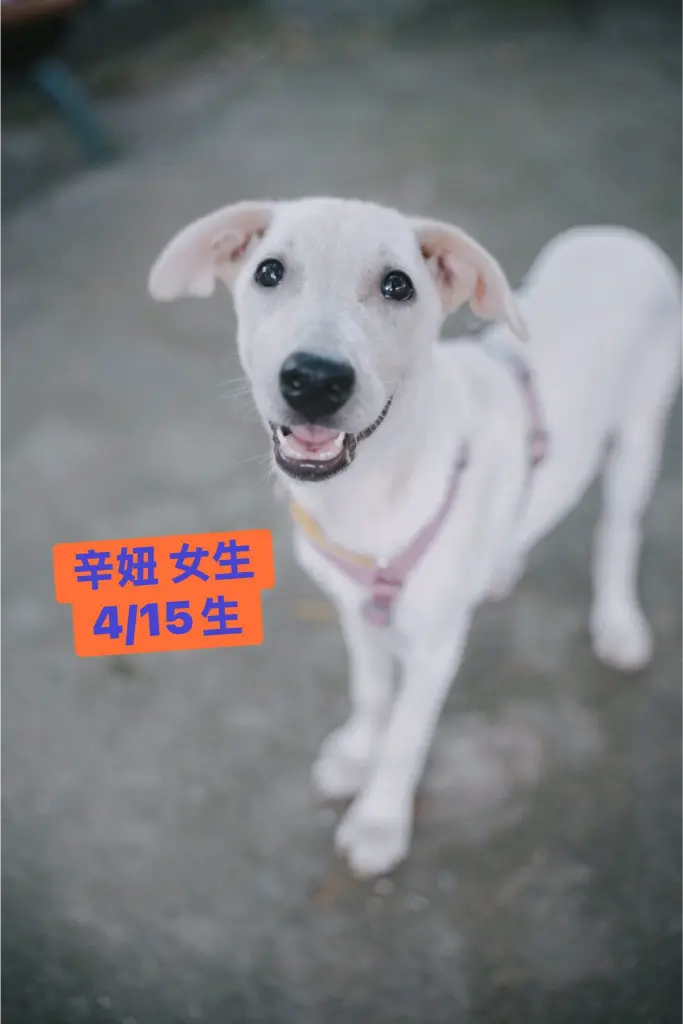 《犬家人 免費送養 狗狗找家x瀚星百貨公益活動》
