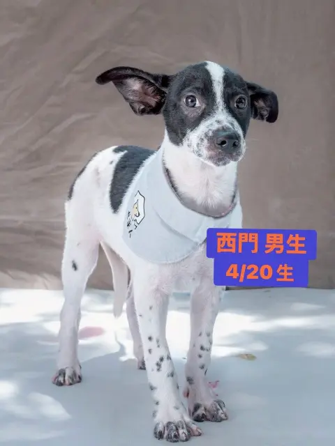 《犬家人 免費送養 狗狗找家x瀚星百貨公益活動》