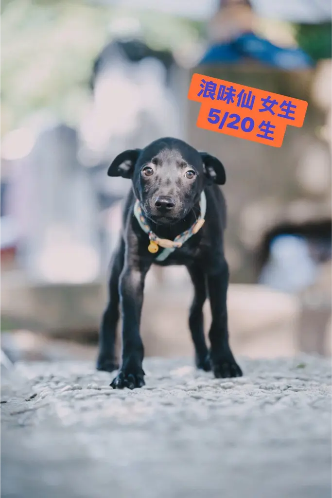 《犬家人 免費送養 狗狗找家x瀚星百貨公益活動》