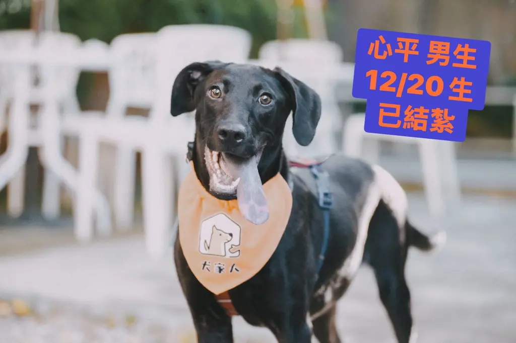 《犬家人 免費送養 狗狗找家x瀚星百貨公益活動》
