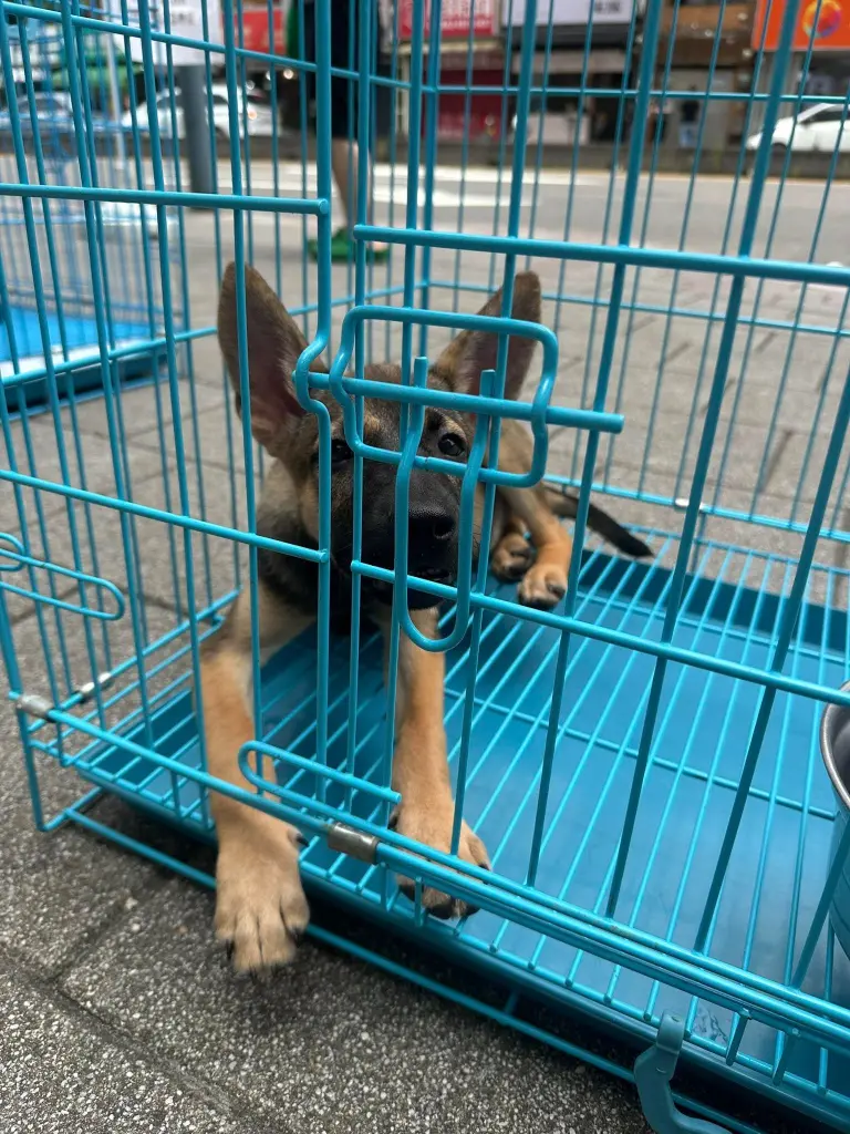 愛心快報《惜惜市集x犬家人狗狗認養活動》
