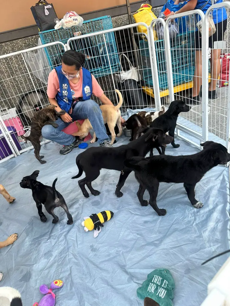 快報《集光小老闆市集x犬家人狗狗認養活動》