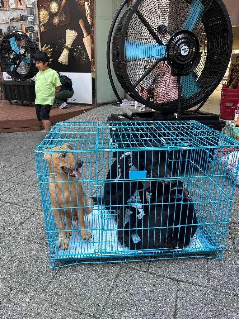 快報《集光小老闆市集x犬家人狗狗認養活動》