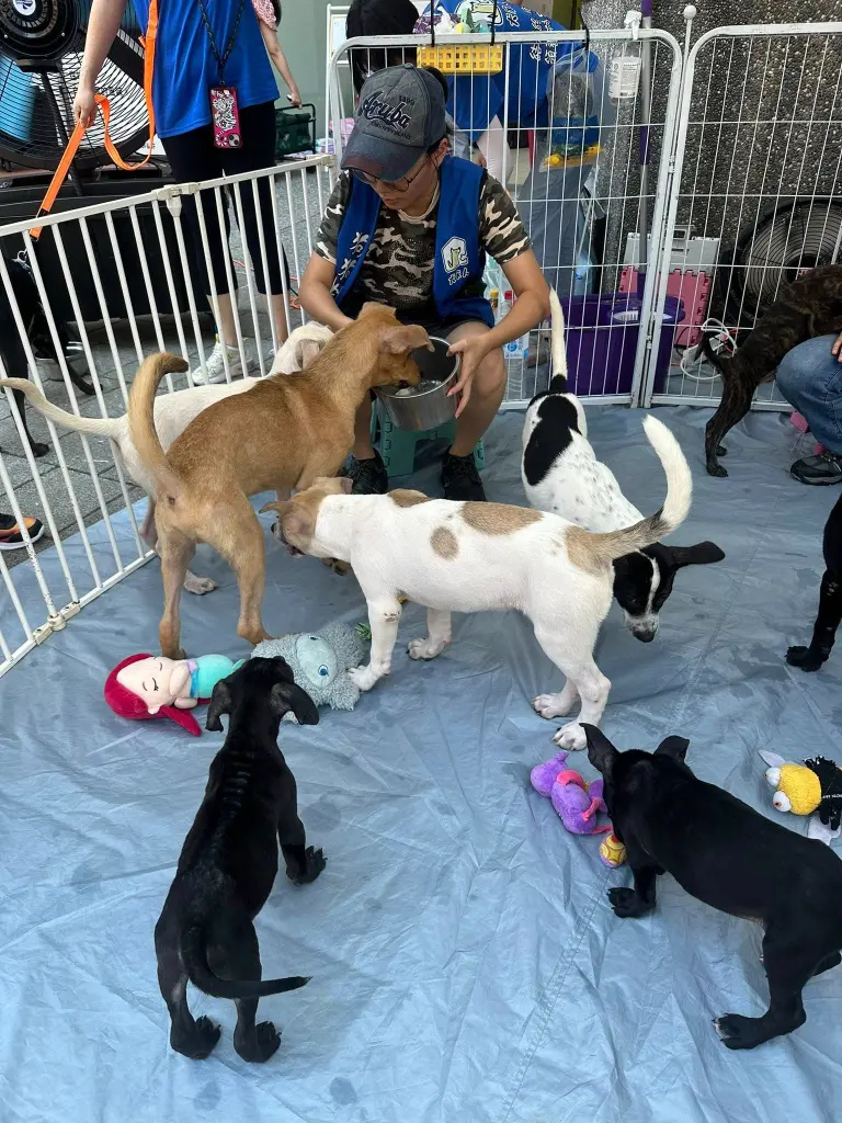 快報《集光小老闆市集x犬家人狗狗認養活動》