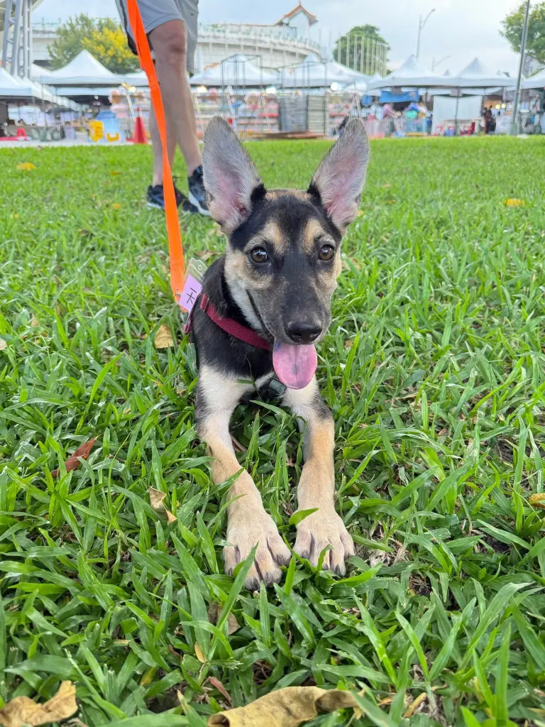 愛心活動《犬家人 免費送養 狗狗找家x瀚星百貨狗狗送養會》