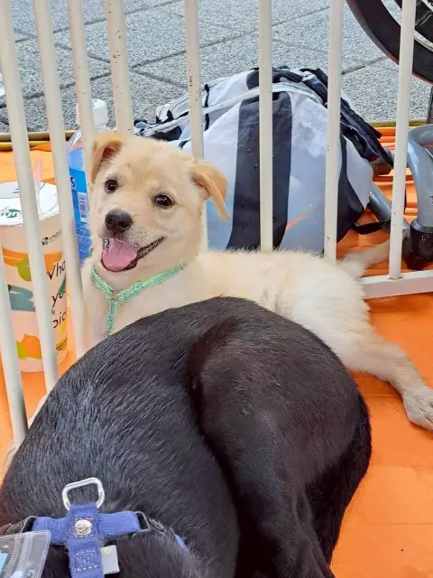 愛心活動《犬家人 免費送養 狗狗找家x瀚星百貨狗狗送養會》