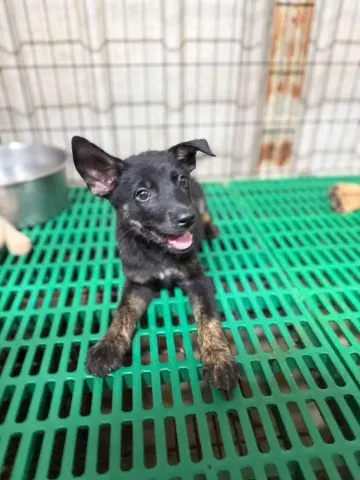 愛心活動《犬家人 免費送養 狗狗找家x瀚星百貨狗狗送養會》