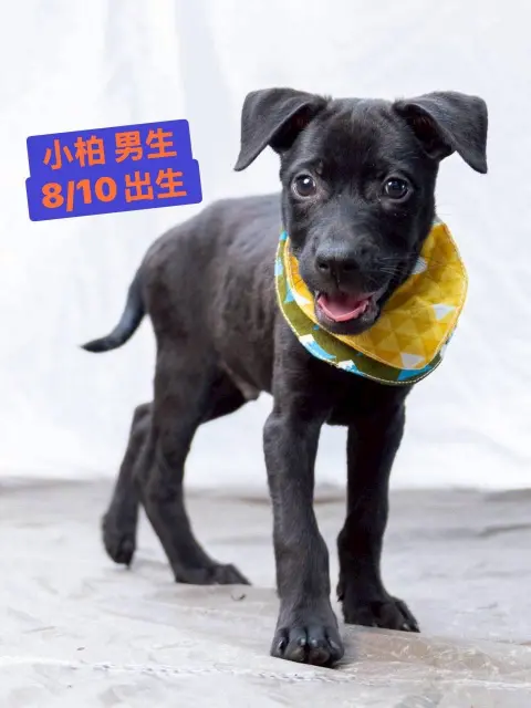 愛心活動《犬家人 免費送養 狗狗找家x瀚星百貨狗狗送養會》
