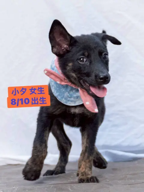愛心活動《犬家人 免費送養 狗狗找家x瀚星百貨狗狗送養會》