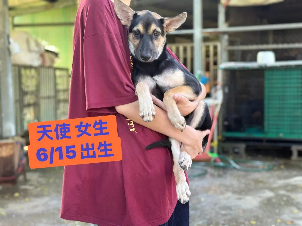 愛心活動《犬家人 免費送養 狗狗找家x瀚星百貨狗狗送養會》