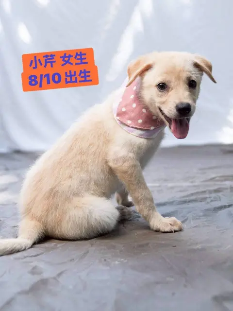 愛心活動《犬家人 免費送養 狗狗找家x瀚星百貨狗狗送養會》