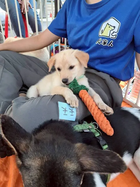 愛心活動《犬家人 免費送養 狗狗找家x瀚星百貨狗狗送養會》