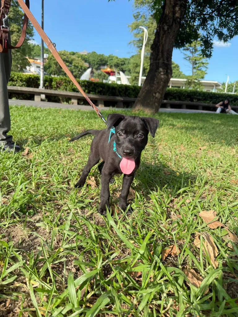 愛心活動《犬家人 免費送養 狗狗找家x瀚星百貨狗狗送養會》