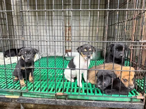愛心活動《犬家人 免費送養 狗狗找家x瀚星百貨狗狗送養會》