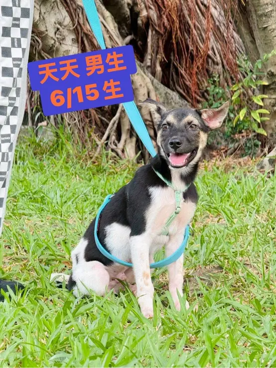 愛心活動《犬家人 免費送養 狗狗找家x瀚星百貨狗狗送養會》