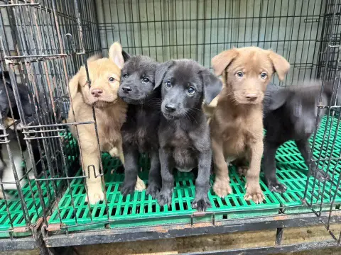 愛心活動《犬家人 免費送養 狗狗找家x瀚星百貨狗狗送養會》