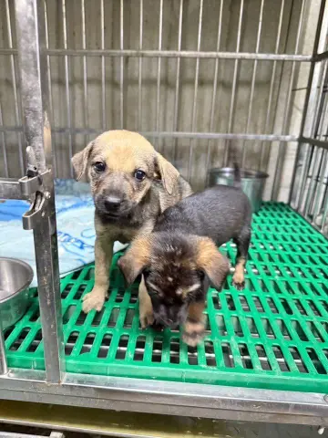 愛心活動《犬家人 免費送養 狗狗找家x瀚星百貨狗狗送養會》