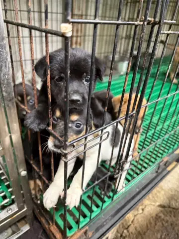 愛心活動《犬家人 免費送養 狗狗找家x瀚星百貨狗狗送養會》