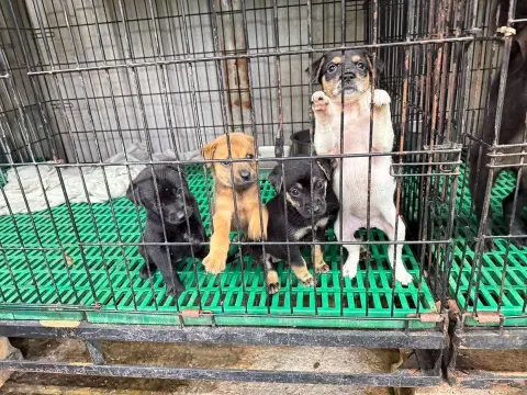 愛心活動《犬家人 免費送養 狗狗找家x瀚星百貨狗狗送養會》