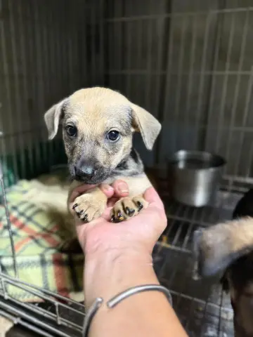 愛心活動《犬家人 免費送養 狗狗找家x瀚星百貨狗狗送養會》