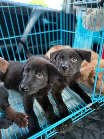 愛心活動《犬家人 免費送養 狗狗找家x瀚星百貨狗狗送養會》